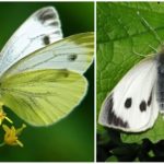 Chou papillon