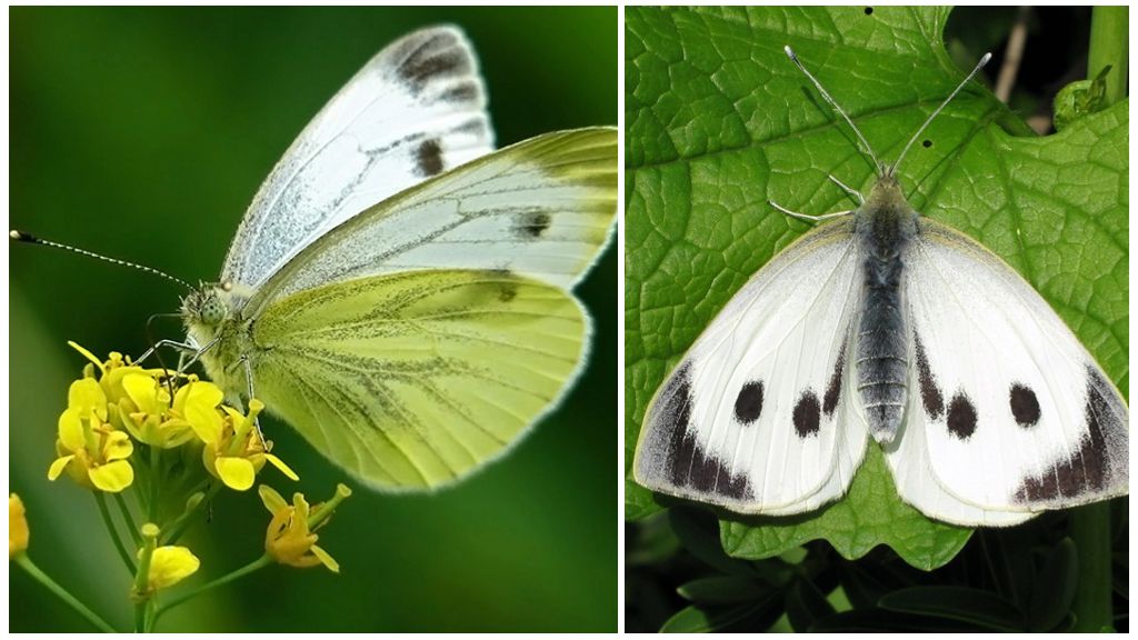 Chou papillon