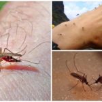 Piqûre de moustique