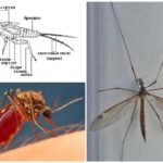 Anatomie des moustiques