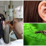 Moustique dans l'oreille