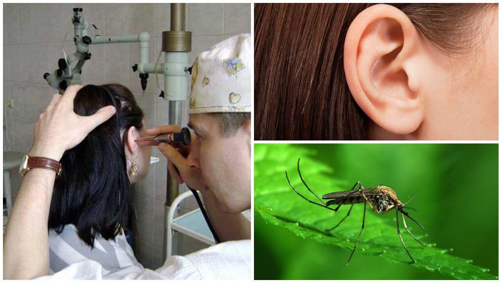 Moustique dans l'oreille