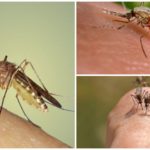 Piqûre de moustique