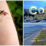 Les moustiques à Sotchi