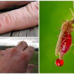 Les moustiques boivent du sang