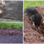 Filet de taupe dans le jardin