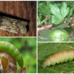 Percuteur de groseille