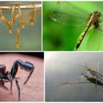 Les insectes qui mangent les moustiques et leurs larves