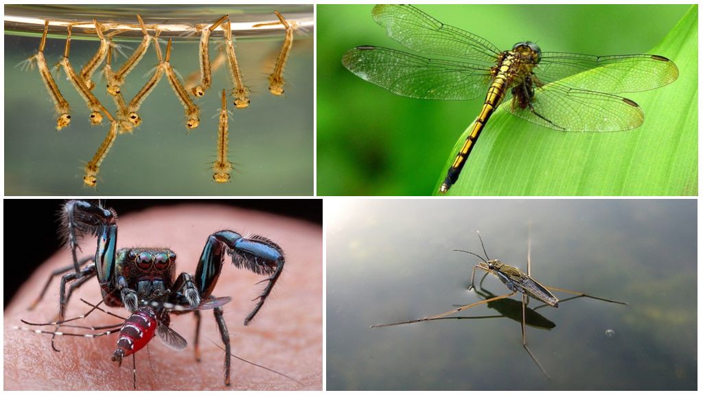 Les insectes qui mangent les moustiques et leurs larves