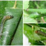 Dommages causés par les chenilles papillon