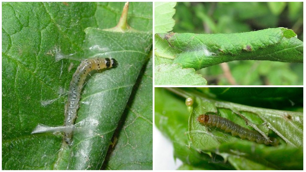 Dommages causés par les chenilles papillon