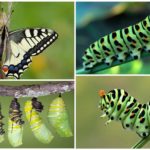 Chenille de Machaon