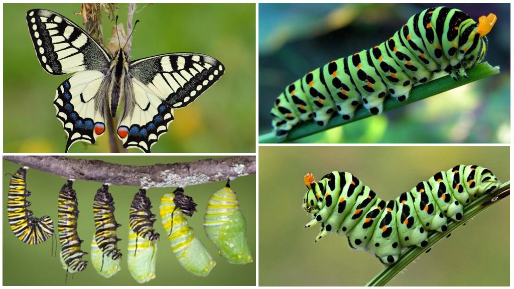 Chenille de Machaon