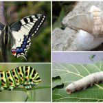 Machaon et sa chenille à gauche, le ver à soie et sa larve à droite