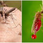 Activité vitale d'un moustique