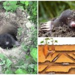 Nora mole sous terre