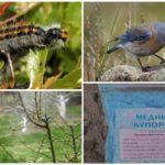 Moyens de lutter contre les chenilles