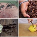 Méthodes insectifuges