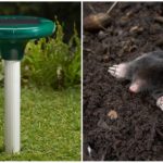 Repol Mole