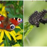 Oeil de paon papillon et sa chenille
