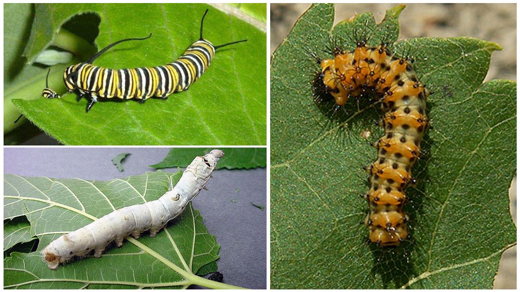 Alimentation Caterpillar