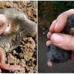 Mole Repas