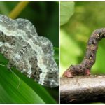 Chenille de papillon papillon