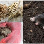 Poison mole faites-le vous-même