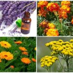 Des plantes qui effraient le chou papillon