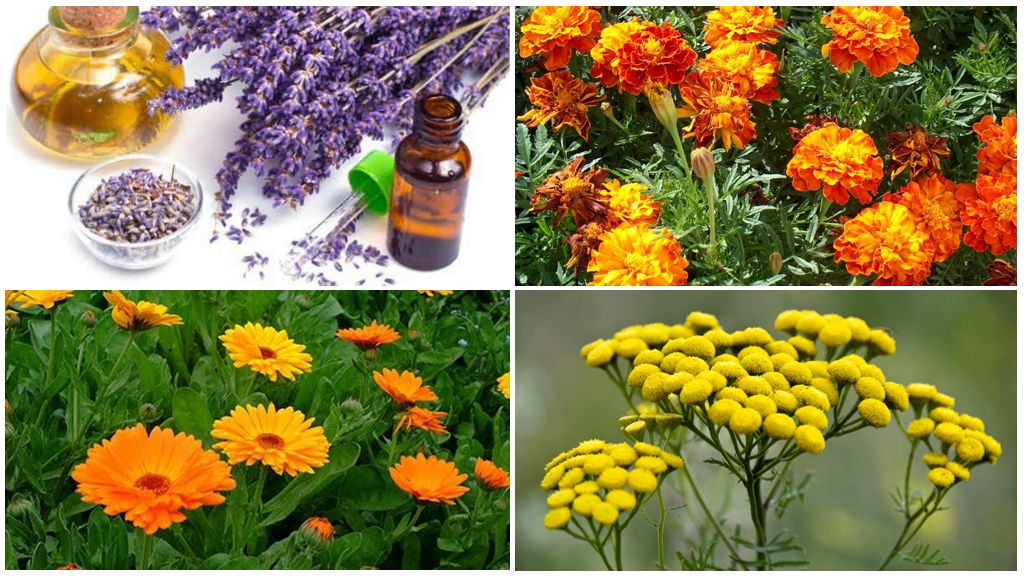 Des plantes qui effraient le chou papillon