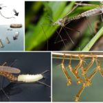 Reproduction du moustique