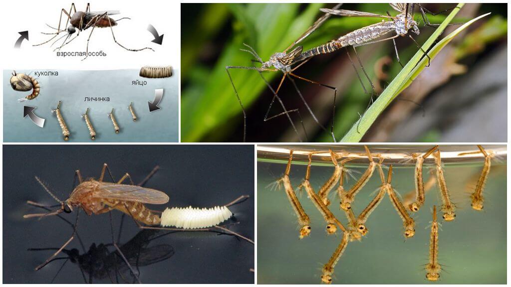 Reproduction du moustique