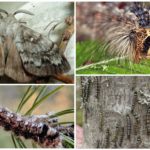Chenille et papillon du ver à soie sibérien