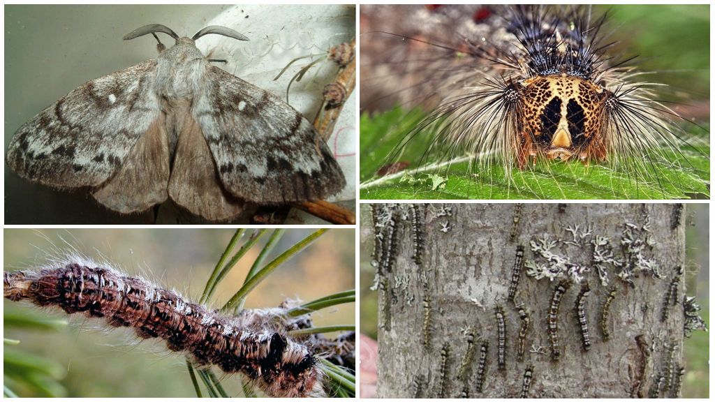 Chenille et papillon du ver à soie sibérien