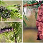 Œufs, chenille et cocon de ver à soie sibérien