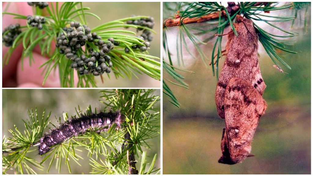 Œufs, chenille et cocon de ver à soie sibérien
