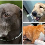 Les effets d'une piqûre de moustique chez un chien