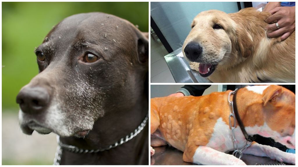 Les effets d'une piqûre de moustique chez un chien