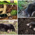 Le style de vie de Mole
