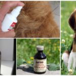 Anti-moustique pour animaux