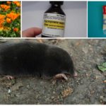 Combattre les taupes avec des odeurs