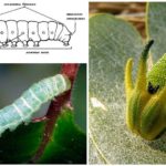 Structure de la chenille