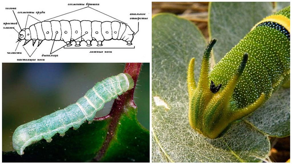 Structure de la chenille