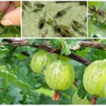 Pousse le puceron sur la groseille