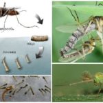 Cycle de vie des moustiques