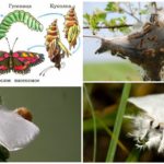 Reproduction de papillon
