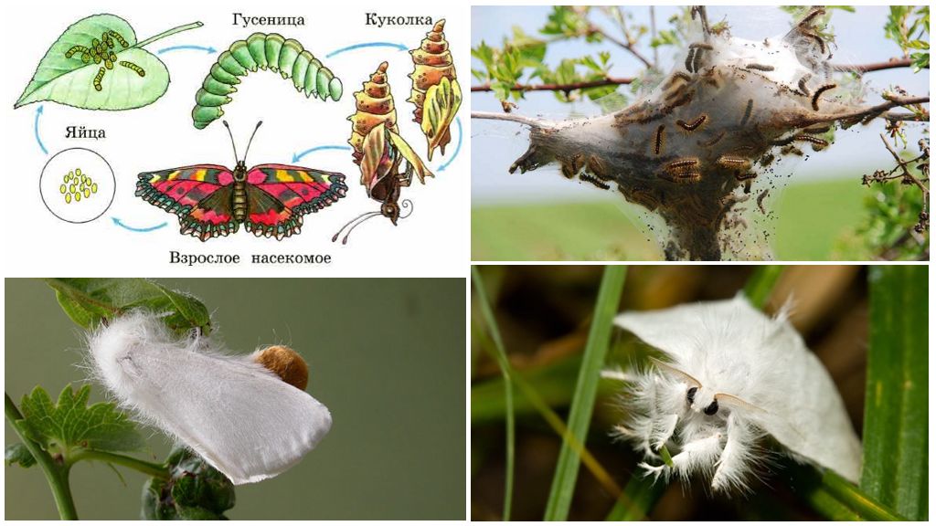 Reproduction de papillon