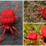Acariformes