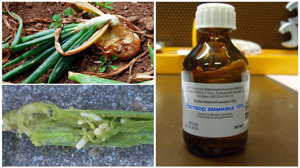 Ammoniac vs mouche à l'oignon