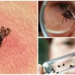 L'étude de l'acarien et de ses particules